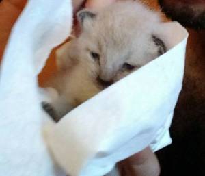 01616_flYzFVRcw1o_600x450